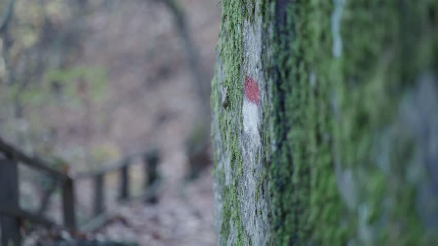 Hike trail in autumn forest with leafs on floor and wooden fence and bridges