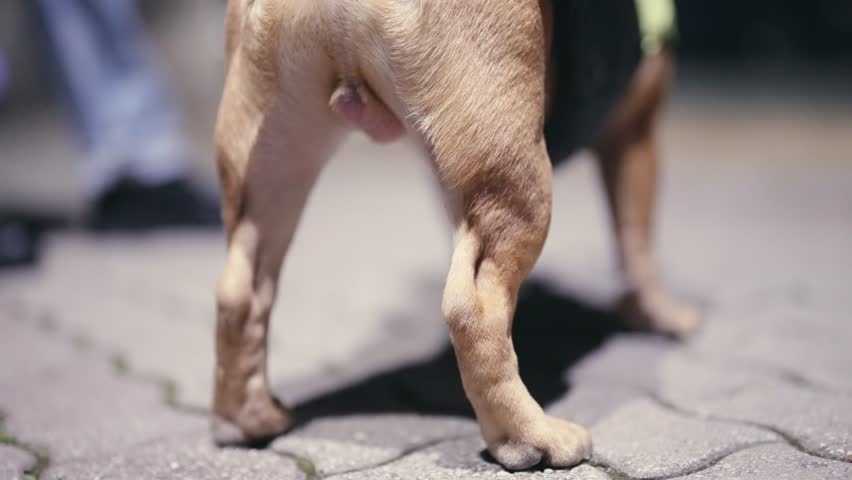 French bullldog dog standing outdoors in the park at night by the city lights, selective focus isolated cinematic shot