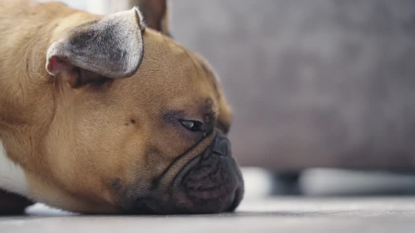 Funny Sleepy french bulldog dog with gum in the eye sleep rest on floor at door in lazy time, slow motion Royalty-Free Stock Footage #3382018647