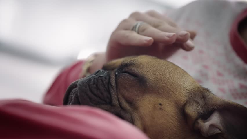 Woman hand petting a sleepy sick french bulldog dog, slow motion Royalty-Free Stock Footage #3382018789