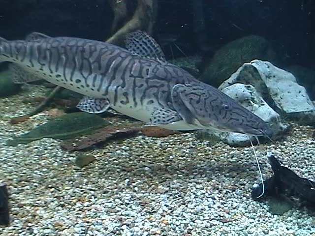 Catfish
