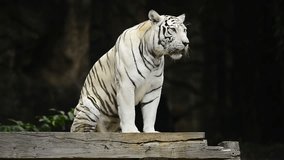 Cute White tiger at zoo ,Wildlife Video Footage