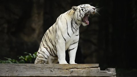 Cute White tiger at zoo ,Wildlife Video Footage