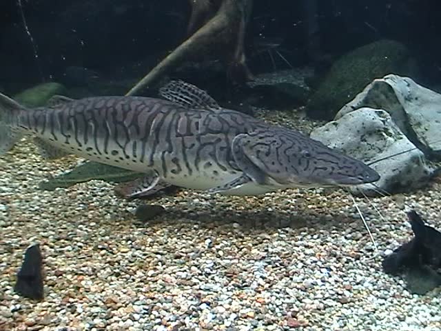 Catfish
