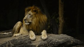 African Lion male resting on small hill,Wildlife Video Footage