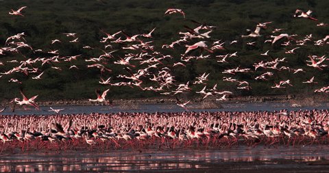 Lesser Flamingo, phoenicopterus minor, Group in Flight, Taking off from Water, Colony at Bogoria Lake in Kenya, Slow Motion 4K