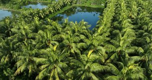 Beautiful palm trees forest landscape