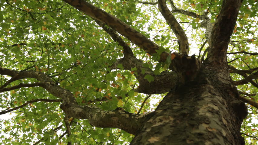 Panning view of tree branches and leaves against a white sky in London