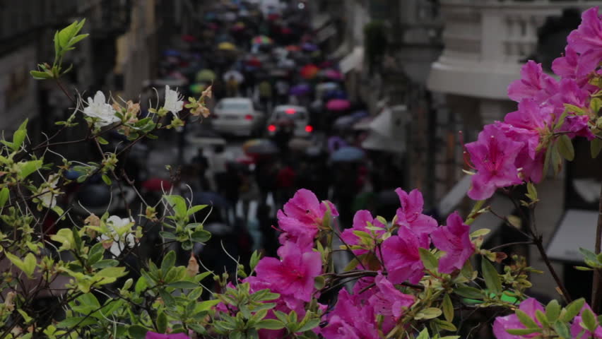White and pink flowers on a ledge above a crowded street