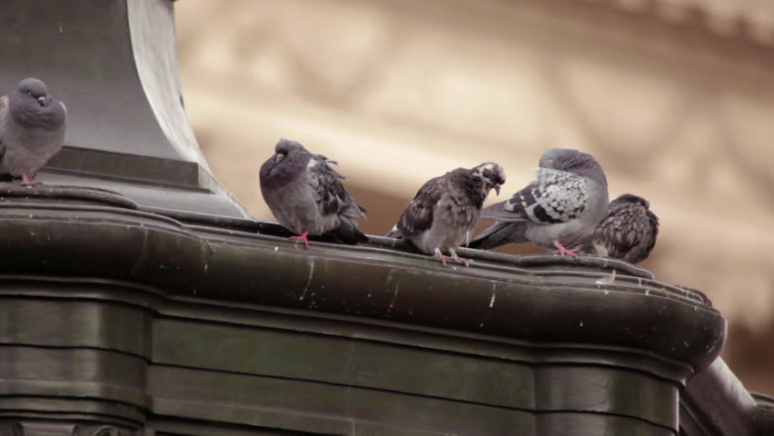 A stationary close-up shot of pigeons sitting on the Eros statue on Piccadilly