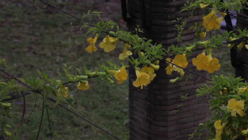 Yellow freesia flowers on overhanging wire in Rome