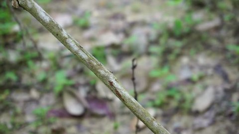 Unknown species of ants walking on a wood branch.