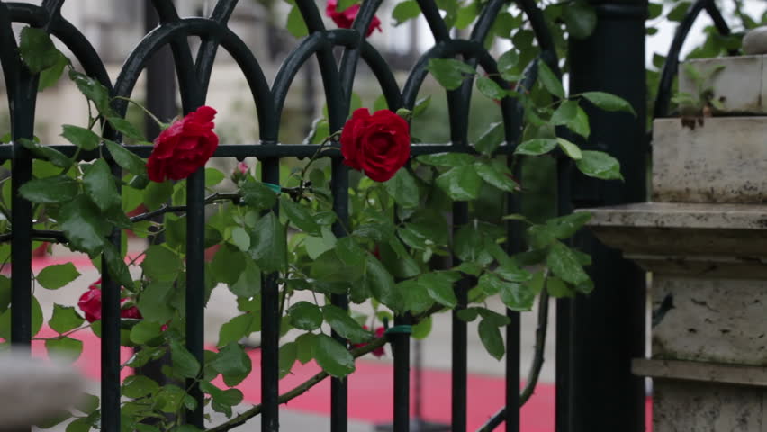 Red roses climbing on a Roman fence