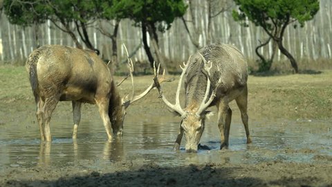 Young male deer with strong antlers, drinking water