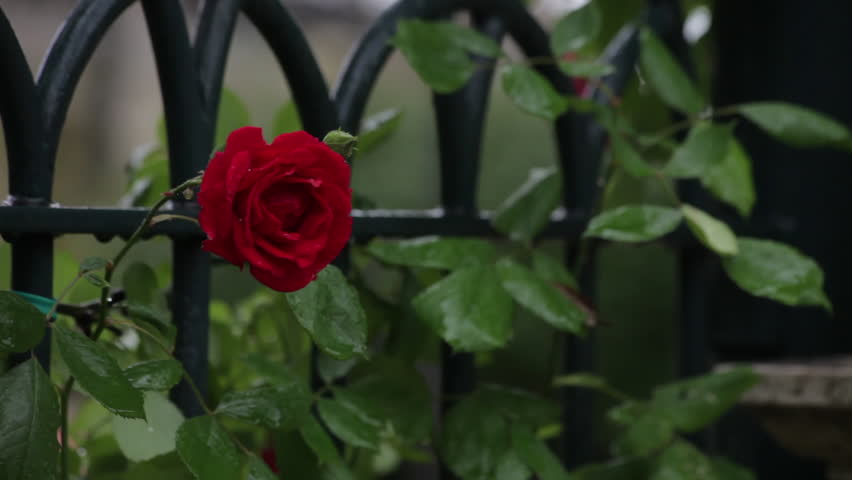 Single rose fluttering in wind on Roman fence