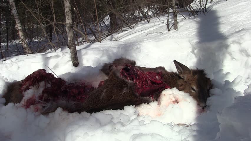 Common Crow Flock Crows Eating Feeding Scavenging Calling in Winter at Dead Deer