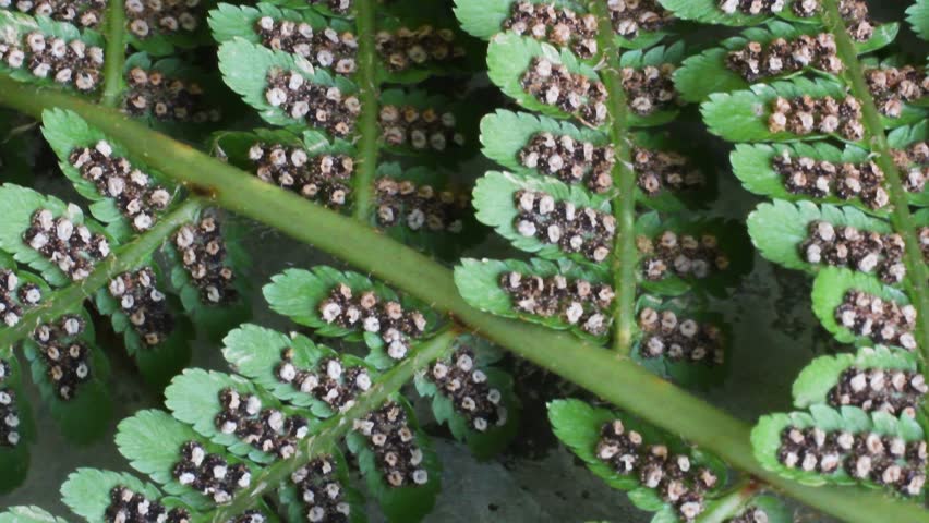 Fern sporangia, underside of leaf