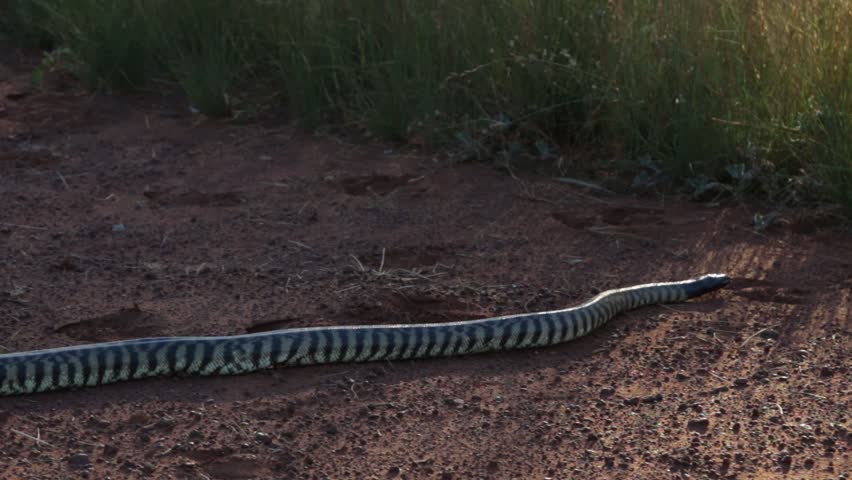 Python road. Тайгер питон. Путевая дорога питон.