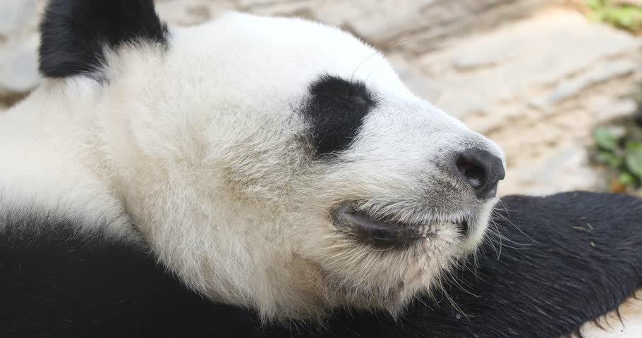 Panda sleeping at zoo