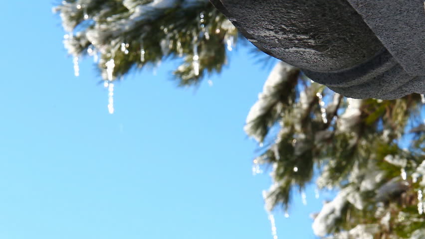 Icicle Pine 2. Icicles hanging off a pine tree after a cold winter blizzard.
