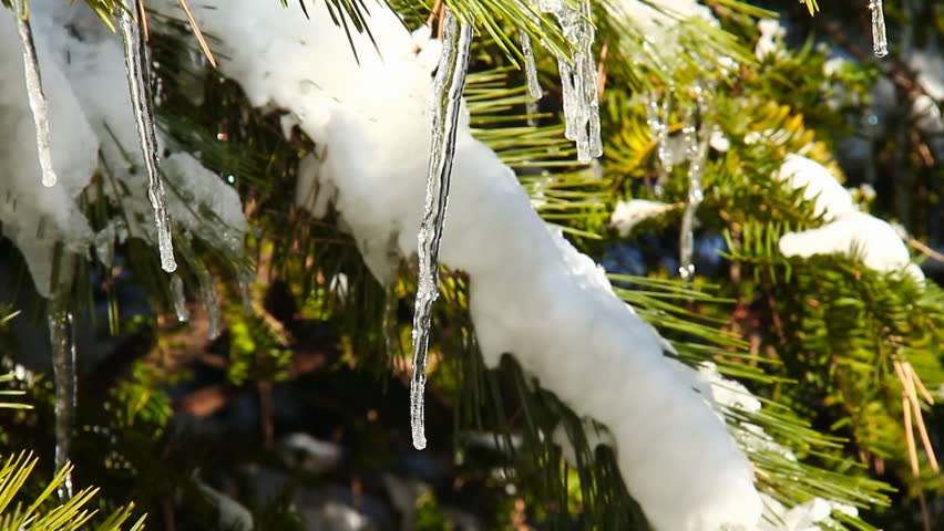 Icicle Pine 5. Icicles hanging off a pine tree after a cold winter blizzard.