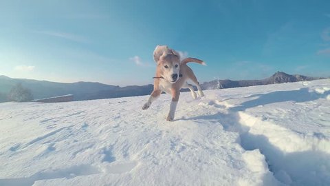 Active beagle dog running slow motion footage during the snowy mountaing walking