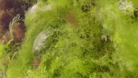Vertical video, Rock reef covered with mussels and algae: Ulva, Cladophora and Bryopsis in bright sunny day, Slow motion