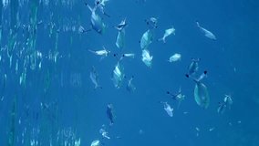 Vertical video, School of blue fish feeding plankton swims under surface of blue water in sunraus, slow motion. Shoal of Lunar Fusilier (Caesio lunaris)
