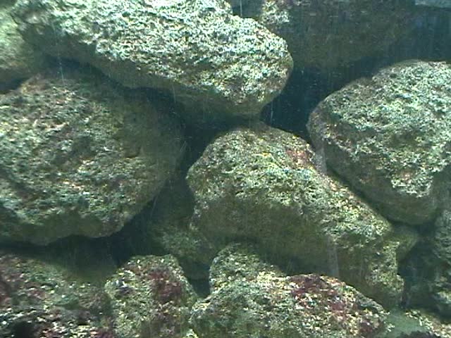 Tropical Fish in Coral Reef