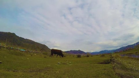 Bull grazing grass in pasture, cloudy day, cloudy sky, landscape of countryside.