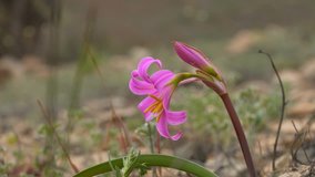Rodhophiala Laeta, also known in Chile as pink añañuca. It is endemic of the coastal edge of the country. This video was taken this spring (September 2017) when the Atacama Desert flourished