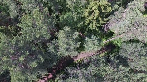 Lake Summer Forest