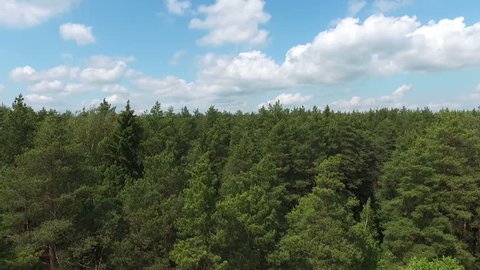 Forest under Summer Sun