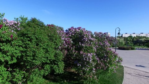 Lilac Garden in Bloom, Moscow Spring