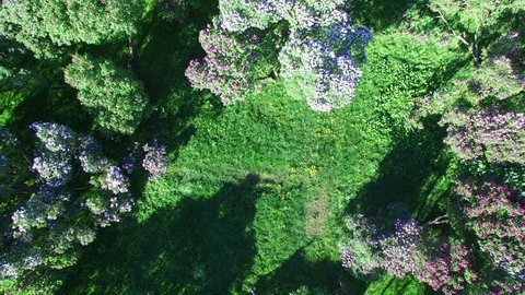Blooming Lilac Garden in Moscow Park on Sunny Spring Day