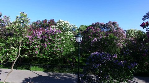 Blooming Lilac Garden in Moscow Spring