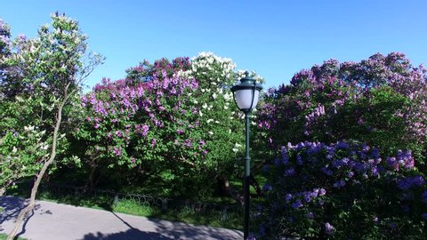 Lilac Garden in Bloom on Sunny Spring Day Moscow