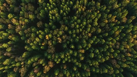 Texture of a green treetops. Siberia, taiga from bird-eye view: bright nature and soft tree top. Beautiful panoramic video over the tops of pine forest. Top view: forest and trees at summer time