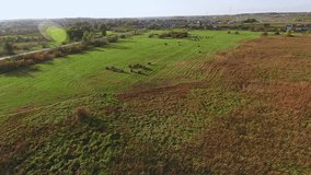 Plowed field with haystacks, sun rays and juicy greens: aerial view. Countryside and hay making: field with furrows, rolls of hay: birds eye. Green meadow with haystacks: video panorama from the air.
