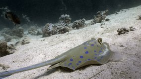 Bluespotted stingray Taeniura Lumma digs hole in sand underwater Red sea. Relax video about marine animal.