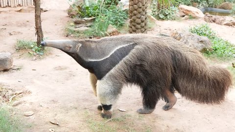 Giant anteater in the zoo