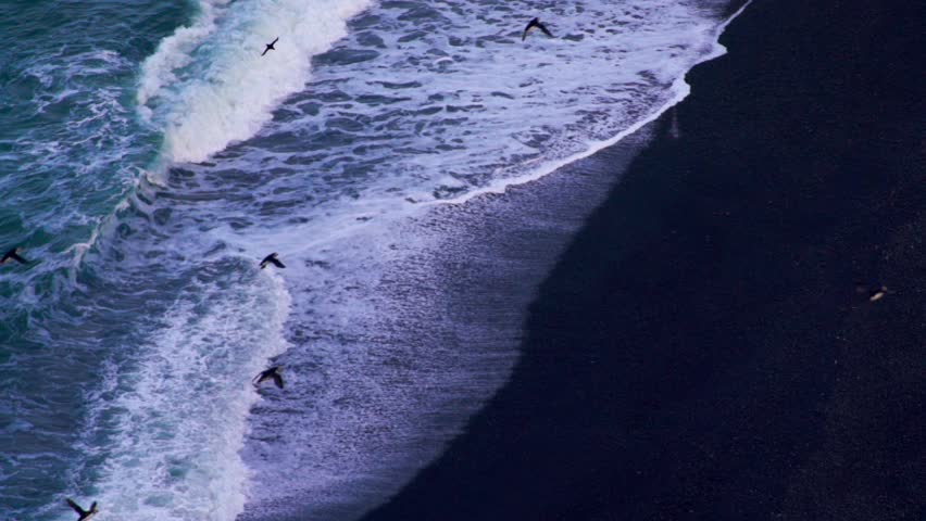 Puffin Colony Migrating In Flight Over Black Sand Beach Waves Crashing on Coast. Group of Flying Puffin Birds Camera Pans With Them Sunny Summer Day Dyrholaey Cliffs Ocean.