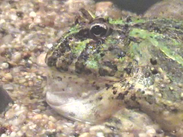 Green and grey Toad