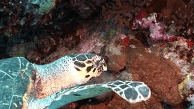 Head Giant reptile Hawksbill sea turtle Eretmochelys imbricata in Red sea. Relax underwater video about marine Cheloniidae.