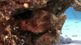 Love couple of disguised Octopus hiding in coral underwater Red sea. Amazing unique video about marine animals in world of wildlife.