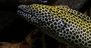 Laced Moray, gymnothorax tessellata, Real Time 4K