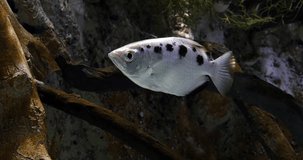 Archer Fish, toxotes jaculatrix, Real Time 4K