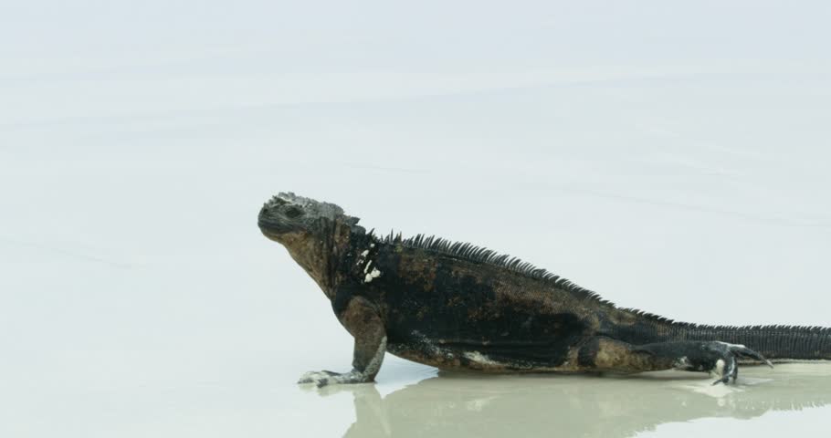 Marine iguana walking slowly on the wet sand of the beach. Royalty-Free Stock Footage #3385787141