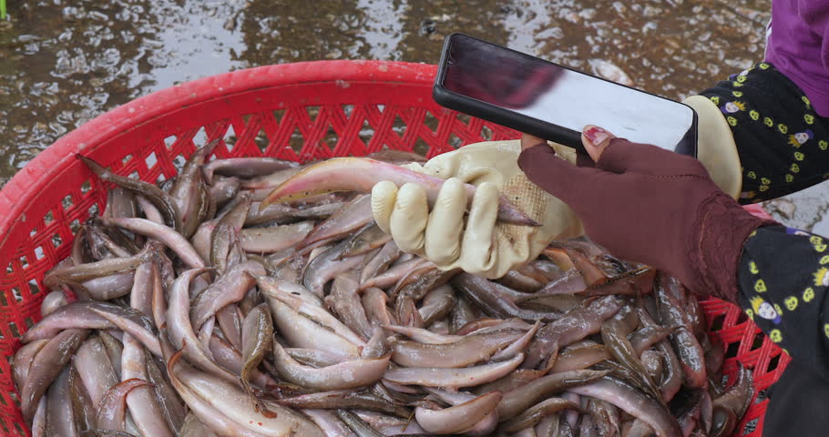fishmonger takes photos of their fish to show to customers.