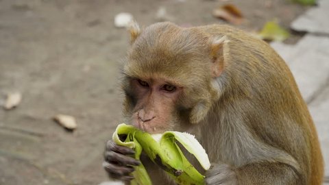 The monkey eats a banana. In the city of Kathmandu there live many wild monkeys. Primates learned to live in urban conditions among people. Close-up